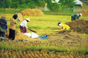 petani